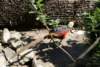 dsc00980_small.jpg