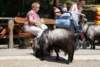dsc01020_small.jpg